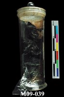 藏品(軟瀝青)的圖片